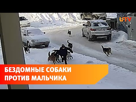 В центре Уфы 10 собак накинулись на мальчика