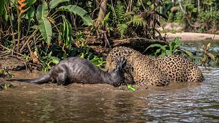Onça vs ariranha, é isso que acontece quando esses dois animais se enfrentam!!!