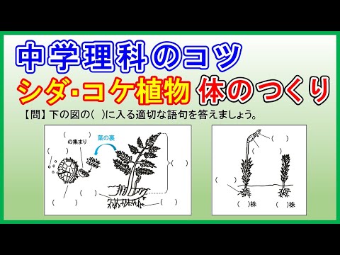 マングローブのリゾフォラ マングル