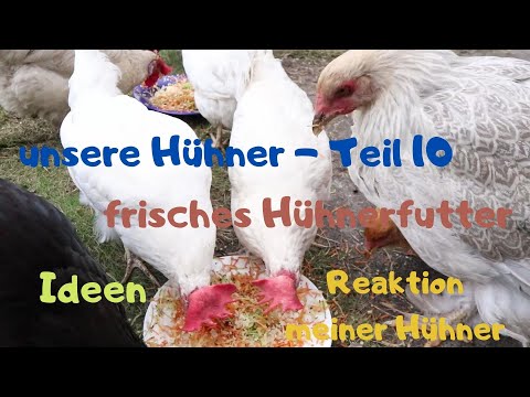 unsere Hühner Teil 10 - frisches Zusatzfutter für die Hühnergesundheit, Zubereitung und Reaktion