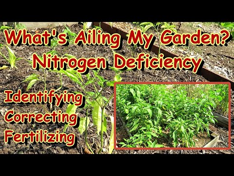 , title : 'How to Easily Identify & Correct Nitrogen Deficiencies in Your Vegetable Garden: Pepper Examples E-3'