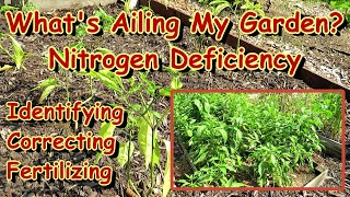 How to Easily Identify & Correct Nitrogen Deficiencies in Your Vegetable Garden: Pepper Examples E-3