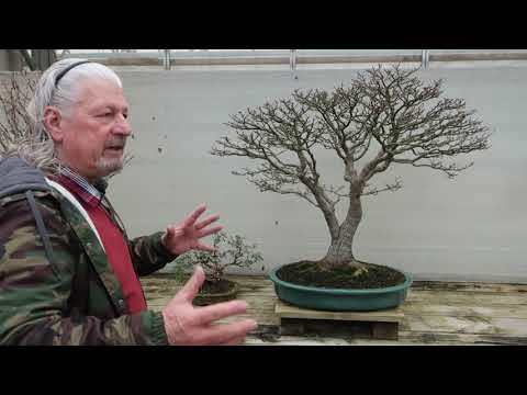 The Trophy 2021 - '30 years in an Acer palmatum 'Shishigashira'' by Danny Use