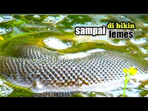 BUKTI ALLAH' MASIH SAYANG!!! BEGINILAH RESIKO MANCING DI RAWA YG TIDAK TERJAMAH