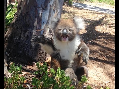 Violent, ce pauvre koala se fait expluser de son arbre et pleure !