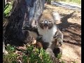 Un joven koala llora porque lo echaron de un árbol 