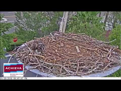 Achieva Osprey Cam ~ After Waiting All Day, Nest Juvie Gets A Fish, May 28, 2018