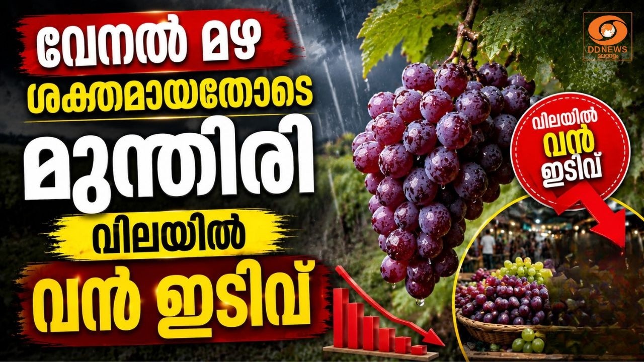 വേനൽ മഴ ശക്തമായതോടെ  മുന്തിരി വിലയിൽ വൻ ഇടിവ് | Grapes | Market