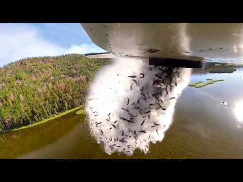 They Drop Fish From Plane Into Lakes, And Here's Why | Beyond Science