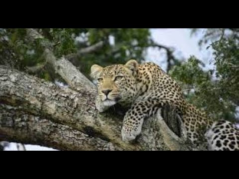 Africa Predatori letali - 08 Lotta per la sopravvivenza