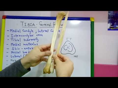 TIBIA PART-1 GENERAL FEATURES BY DR MITESH DAVE