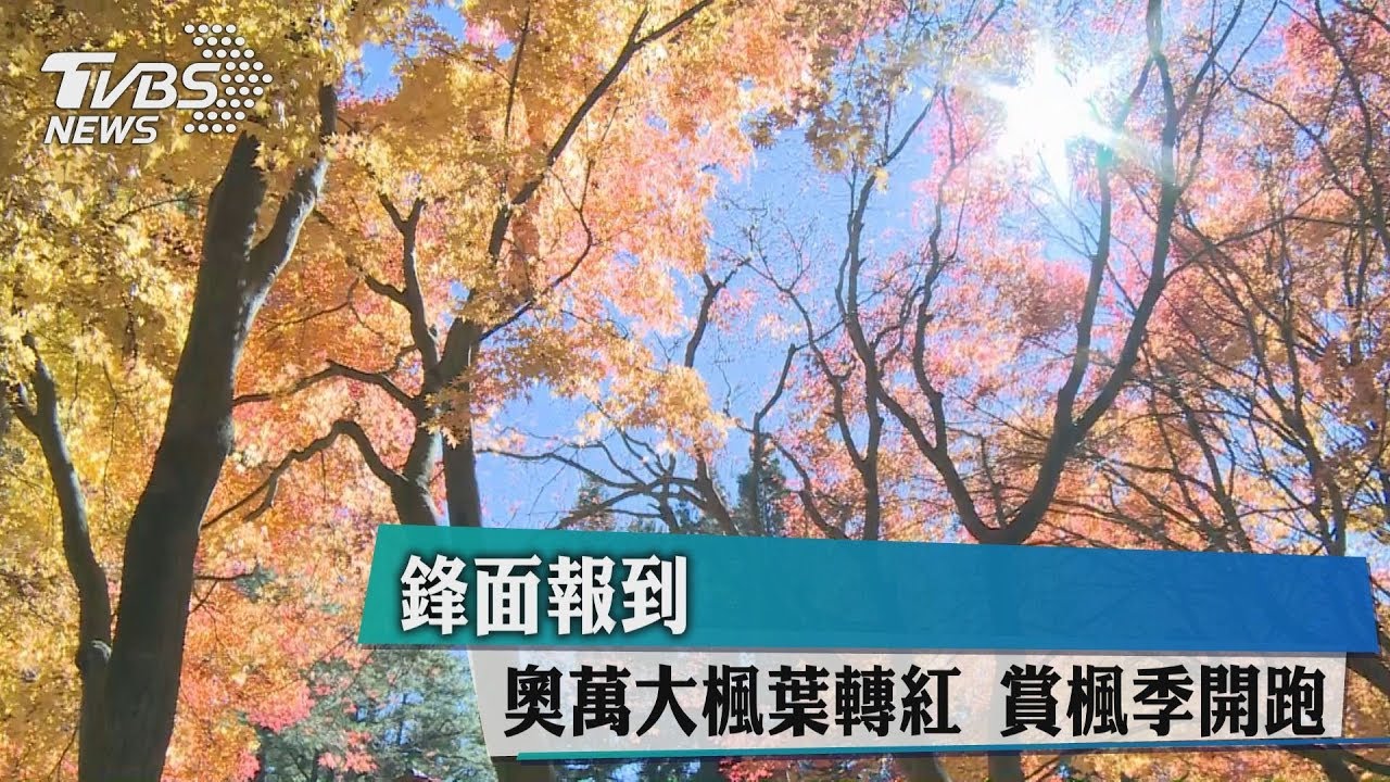 賞楓季開跑!鋒面報到 奧萬大楓葉轉紅