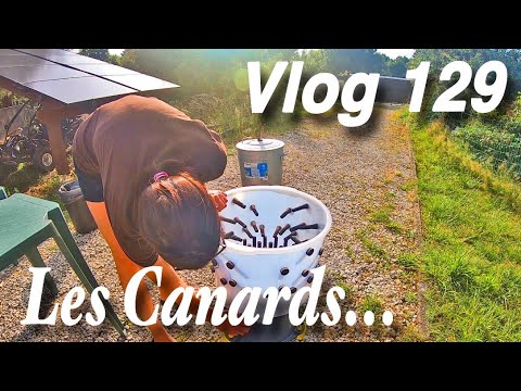 , title : 'Je prépare des canards pour la première fois! -Vlog 129-'