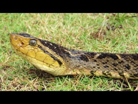 La SERPIENTE mas PELIGROSA de Latinoamerica! Cazando a la víbora equis!