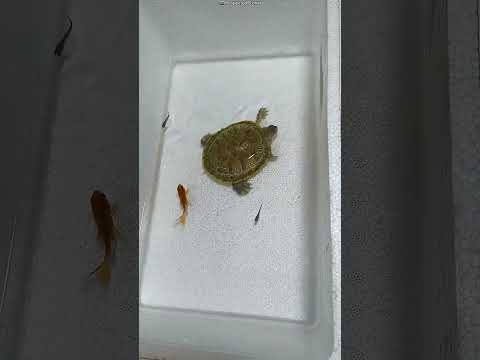 🐠 ஒரு குட்டி ஆமை செய்த பரபரப்பு! 😲 #shorts #turtle #aquarium #fish