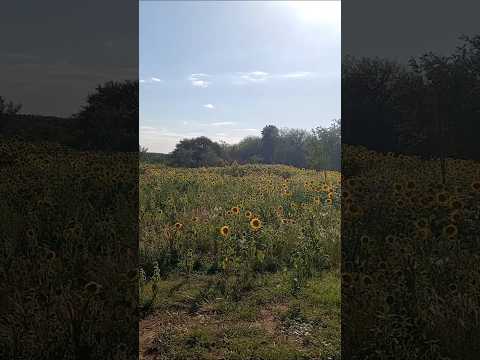 Taninga, Traslasierras, Córdoba, Argentina.#taninga