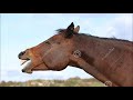 Horse Neighing Sound Effect 2017