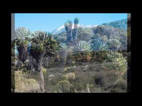 download lagu mp3 mp4 Kilimanjaro Climate Zones, download lagu Kilimanjaro Climate Zones gratis, unduh video klip Kilimanjaro Climate Zones