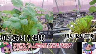 本気農業　「いちご」つくって400万稼ぐ　その11 ゆっくり解説