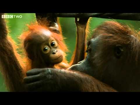 Baby Pygmy Elephant and Orangutan - Secrets of our Living Planet - Episode 1 - BBC