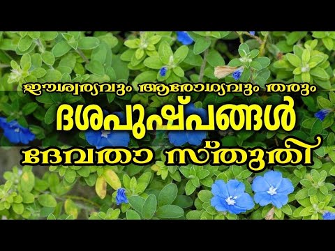 download lagu mp3 mp4 Flowers On Ten, download lagu Flowers On Ten gratis, unduh video klip Flowers On Ten