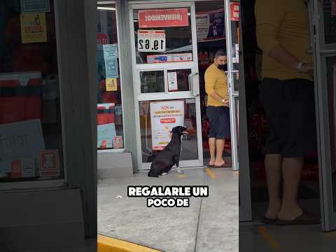 The Oxxo dog will steal your heart #shorts