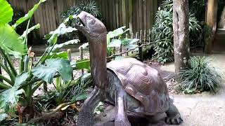 Singapore ZOO - Animals at a happy state . Proboscis and shows