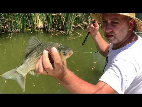 2 ore 10 kile de crap si caras la mamaliga cu minuni cu vanilie