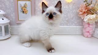 ラグドールの動画01