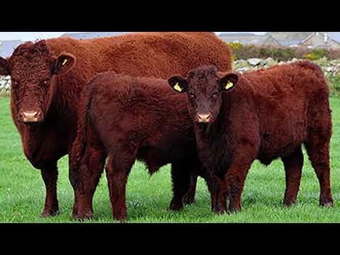 download lagu mp3 mp4 Ruby Red Devon Cattle, download lagu Ruby Red Devon Cattle gratis, unduh video klip Ruby Red Devon Cattle