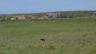 preview picture of video 'Chough feeding at Ballybunnion'