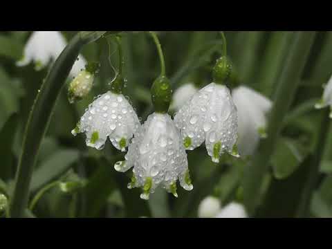 the most beautiful flowers collection 8k ultra hd / 8k tv,slow motion nature, beautiful nature video