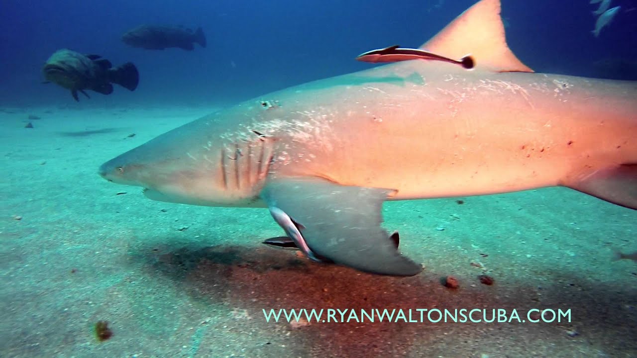 SHARK DIVING: FLORIDA w/ Ryan Walton