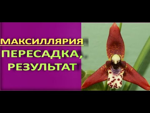 ОРХИДЕЯ с ароматом КОКОСА - Maxillaria tenuifolia (МАКСИЛЛЯРИЯ тенуифолия):ПЕРЕСАДКА и результат.