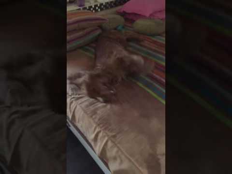 DOG CLEANING HIMSELF - YOULO OUR LOVE