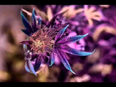 Hagenith vs Hobbit - Chaos