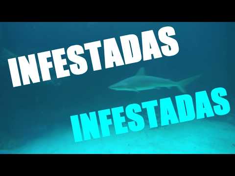 ¡CUIDADO! 10  Playas con Tiburones