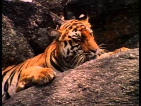 Really Wild Animals: Cool Cats