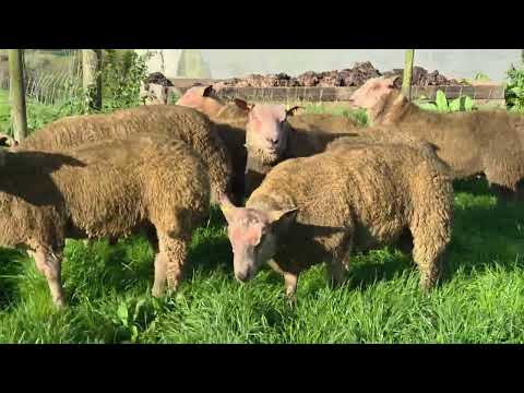 Pedigree registered charollais ram lambs - Image 2