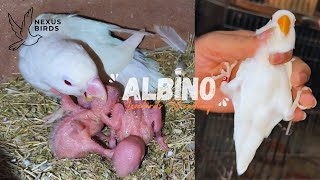 Albino Creamino and Decino Lovebird Mutation Breeding Setup