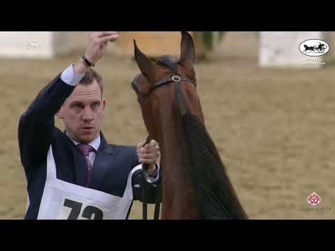 N 73 ANOUD AL SRAIYA   1st Qatar Arabian Breeders Cup