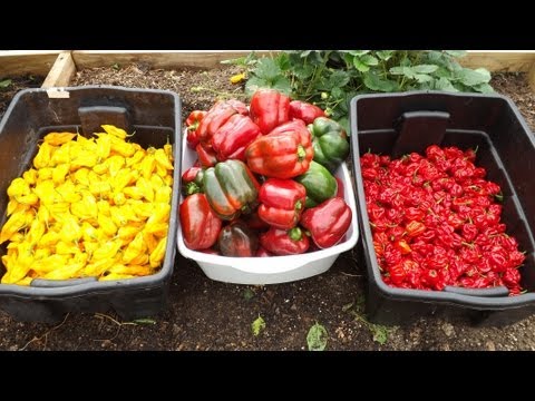Amazing Hot Pepper Production - Pruning and Overwintering is Paying Off