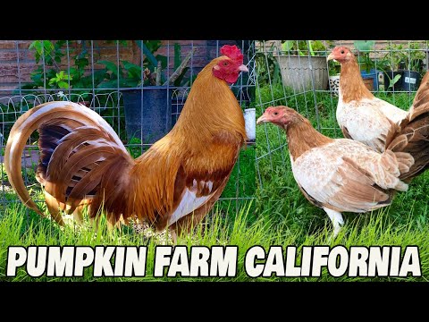 Beautiful Birds Pumpkin California Farm Visit - Frank Brizuela | Andres Brizuela