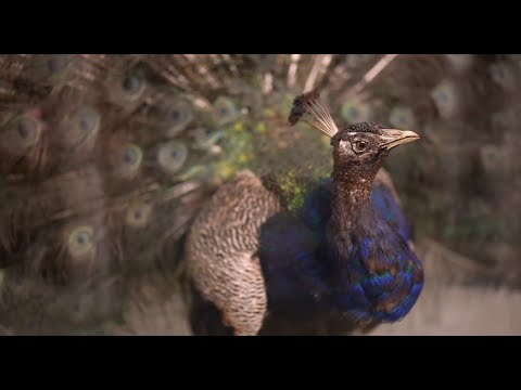 Pamplona Grup – Interregio (Stemmler Live Session)