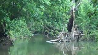 preview picture of video 'Walking Along A Kentucky Creek'