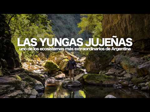 YUNGAS DE JUJUY : Maravilla oculta y uno de los ecosistemas más extraordinarios del Argentina.