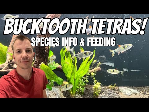 BUCKTOOTH TETRA SPECIES INFO | FEEDING & REVIEW