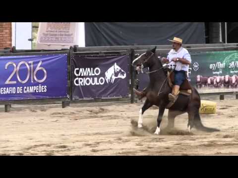 LAA ALLEGRA - BOCAL DE OURO 2016