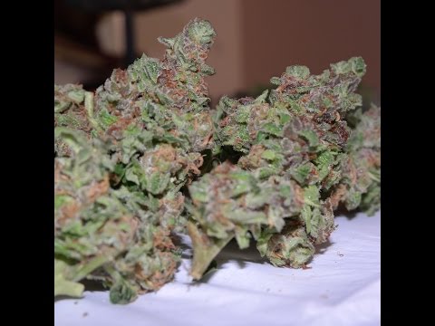 Casa Del Loki Presents - Stress test on the TrimWiz