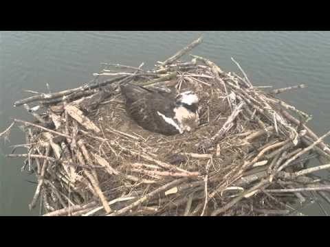 Rutland Ospreys 2013 - 10 March 17.46hrs - Mrs5R Laying 1st Egg